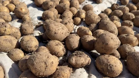 Fresh potatoes pulled from the ground to dry in the sun Stock Footage 340017059