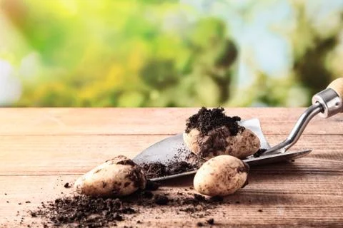 Fresh potatoes on a trowel Stock Photos