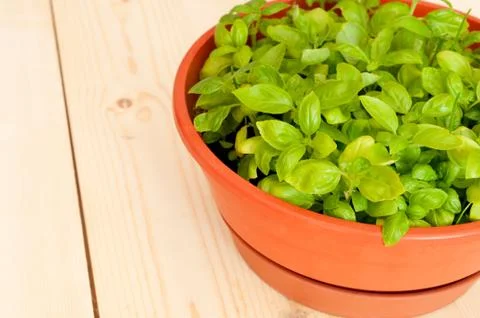 Fresh potted basil Stock Photos