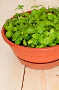 Fresh potted basil Stock Photos