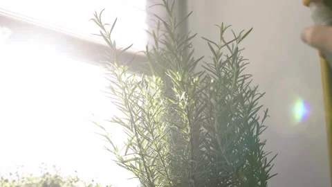 Fresh potted basil plant on window sill indoors. Closeup of a kitchen herbs in p Vídeos de archivo 300387985
