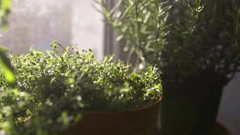 Fresh potted basil plant on window sill indoors. Closeup of a kitchen herbs in p Vídeos de archivo 300387992