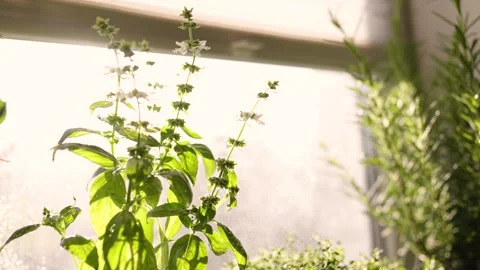 Fresh potted basil plant on window sill indoors. Closeup of a kitchen her Stock Footage 300388010
