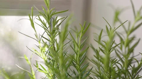 Fresh potted basil plant on window sill indoors. Closeup of a kitchen herbs in p Stock Footage 300388011