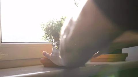 Fresh potted basil plant on window sill indoors. Closeup of a kitchen herbs in p Stock Footage 300388132