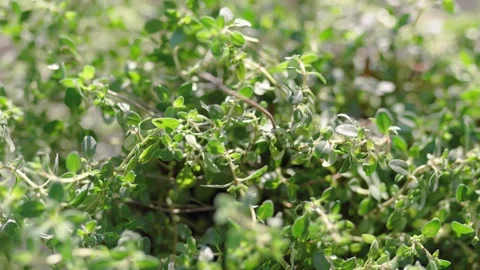 Fresh potted basil plant on window sill indoors. Closeup of a kitchen herbs in p Stock Footage 300388150