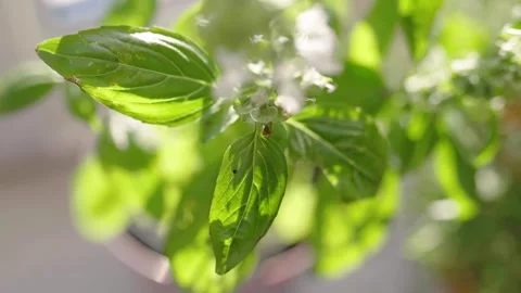 Fresh potted basil plant on window sill indoors. Closeup of a kitchen herbs in p Vídeos de archivo 300388160