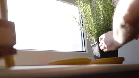 Fresh potted basil plant on window sill indoors. Closeup of a kitchen herbs in p Stock-Footage 300388219