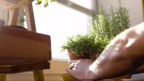 Fresh potted basil plant on window sill indoors. Closeup of a kitchen herbs in p Vídeos de archivo 300388252