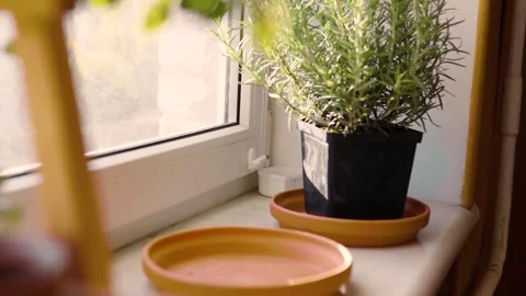 Fresh potted basil plant on window sill indoors. Closeup of a kitchen herbs in p Stock-Footage 300388285