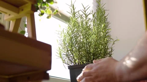 Fresh potted basil plant on window sill indoors. Closeup of a kitchen herbs in p Video stock 300388287