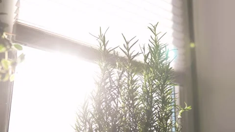 Fresh potted basil plant on window sill indoors. Closeup of a kitchen herbs in p Stock-Footage 300388314