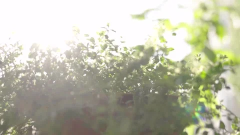 Fresh potted basil plant on window sill indoors. Closeup of a kitchen herbs in p Stock Footage 300388386