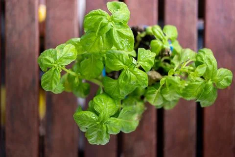 Fresh potted green basil plan set on wooden table top view shallow depth of f Fotos de archivo