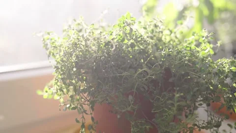 Fresh potted thyme plant on window sill indoors. Closeup of a kitchen her Video stock 300388419