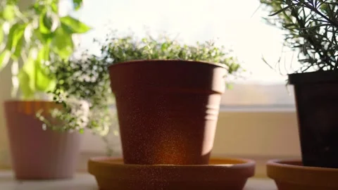 Fresh potted thyme plant on window sill indoors. Closeup of a kitchen her Video stock 300388432