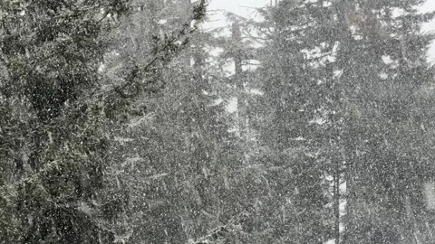 Fresh Powdery Snow Falling Over The Mountain Forest Of Whistler Blackcomb Stock Footage 333941935