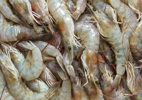 Fresh Prawn Background Stock Photos