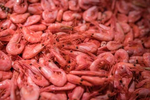 Fresh prawns in cold display Stock Photos