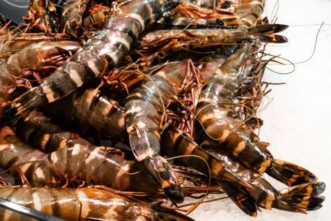 Fresh prawns Stock Photos