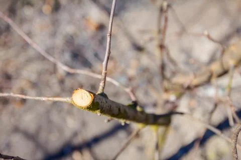 Fresh pruned branch at early spring in orchard Stock Photos