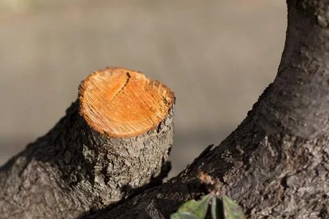 Fresh pruned tree branch Stock Photos