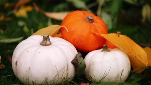 Fresh pumpkin harvest in the grass Stock Footage 255559964