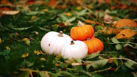 Fresh pumpkin harvest in the grass Stock Footage 255674995