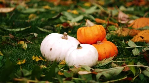 Fresh pumpkin harvest in the grass Stock Footage 255727555