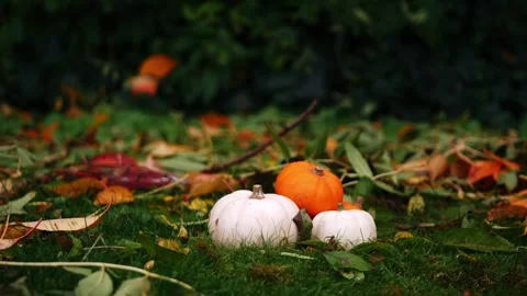 Fresh pumpkin harvest in the grass Stock Footage 257595914
