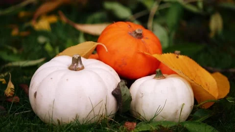 Fresh pumpkin harvest in the grass Stock-Footage 258367259