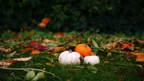 Fresh pumpkin harvest in the grass Stock Footage 259693249