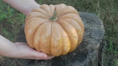 A Fresh Pumpkin Held Gently in Hands Against a Rustic and Charming Background Видео 285326315