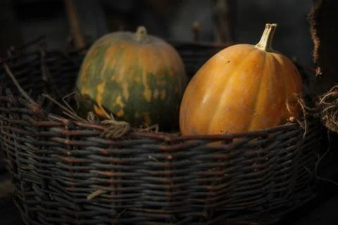 Fresh pumpkins in a basket Stock Photos