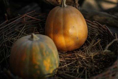 Fresh pumpkins in a basket Foto stock