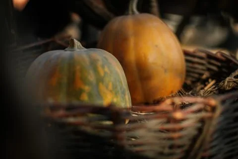 Fresh pumpkins in a basket Stock Photos