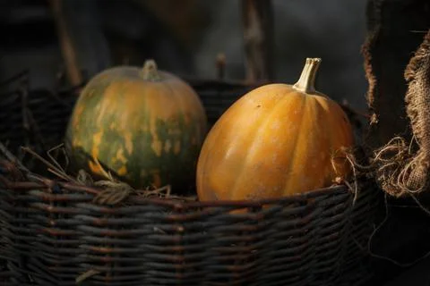 Fresh pumpkins in a basket Foto stock
