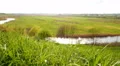 The fresh pure green grass on the field and river. Wide angle 4k or 4k+ Resolution