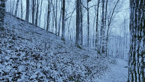 Fresh Pure Snow on the Ground in the Forests at Mammoth Cave National Park Stock Footage 104085448