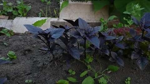 Fresh purple basil growing in a garden bed, close-up Stock Footage 341682002