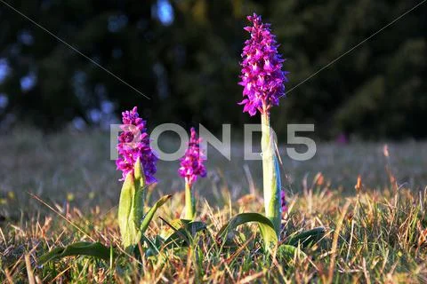Fresh purple blossom Stock Photos