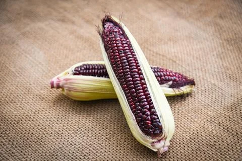 Fresh purple corn on cob on sack background / Siam Ruby Queen or sweet red co Stock Photos