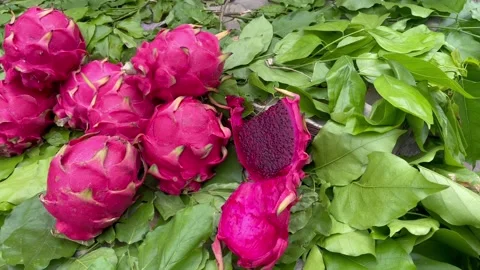 Fresh purple dragon fruit pitaya harvested among green tropical leaves Stock Footage 337722361