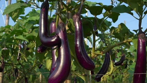 Fresh Purple Eggplant Stock Footage 331688150