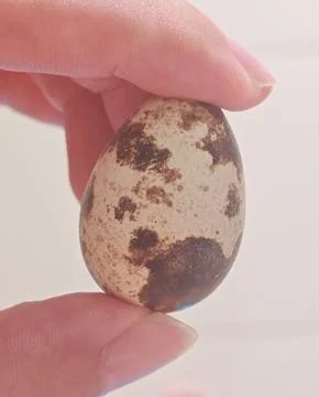A Fresh Quail Egg Held Between Fingers 스톡 사진