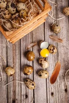 Fresh quail egg Stock Photos