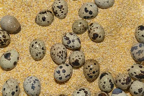 Fresh quail eggs on corn Stock Photos