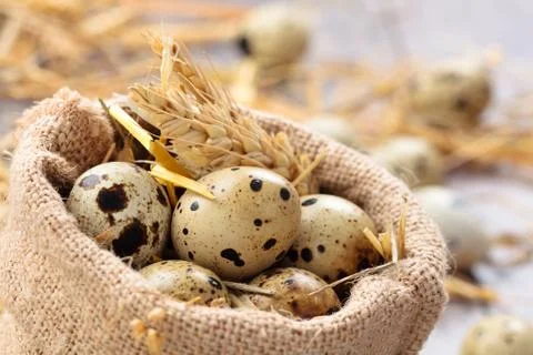 Fresh quail eggs. Stock Photos
