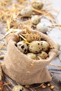Fresh quail eggs. Stock Photos