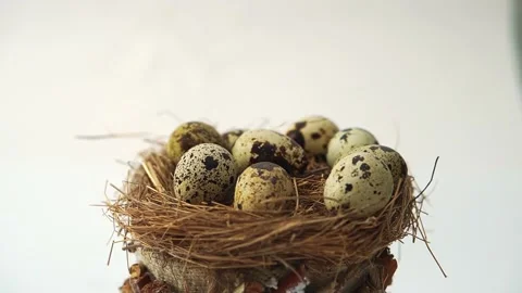 Fresh quail eggs. Raw eggs spin in the nest. Stock Footage 231163694